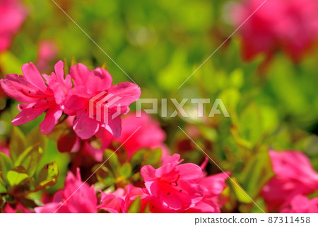 Azalea that bloomed in full bloom 87311458