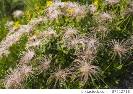 晨露中閃耀的 chinguruma 社區 87312718