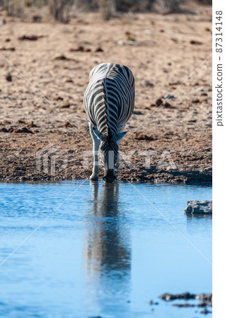 A group of Zebras in Etosha A group of Zebras in Etosha 87314148