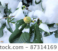 雪和山茶花蕾 87314169
