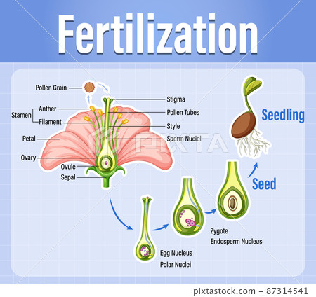 Diagram of pollination of flowering plants Diagram of pollination of flowering plants 87314541