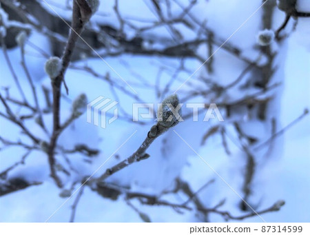 雪和凱多樹芽 87314599