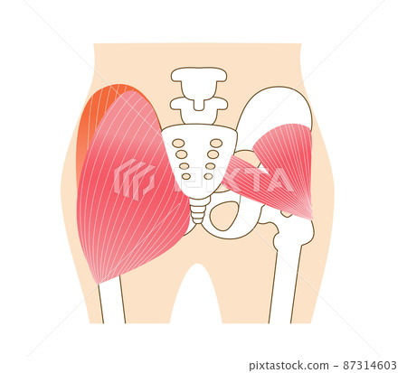 Main gluteal muscles of the buttocks: large gluteus medius, gluteus medius muscle, small gluteus muscle 87314603
