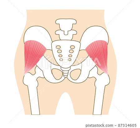 臀小肌，臀部的主要臀肌 87314605