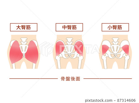 Main gluteal muscles of the buttocks: large gluteus medius, gluteus medius muscle, small gluteus muscle Main gluteal muscles of the buttocks: large gluteus medius, gluteus medius muscle, small gluteus muscle 87314606