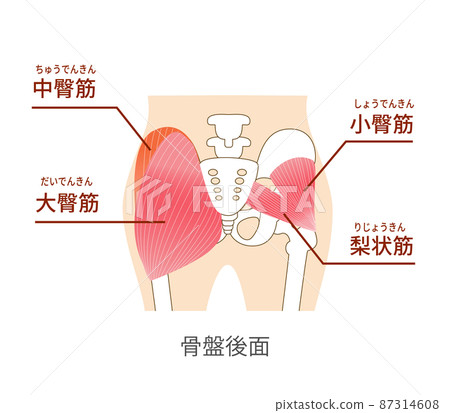 Main gluteal muscles of the buttocks: large gluteus medius, gluteus medius muscle, small gluteus muscle Main gluteal muscles of the buttocks: large gluteus medius, gluteus medius muscle, small gluteus muscle 87314608
