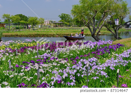 Suigo Sawara Ayame Park Festival Fresh green, iris and Japanese sardinella boat Suigo Sawara Ayame Park Festival Fresh green, iris and Japanese sardinella boat 87314647