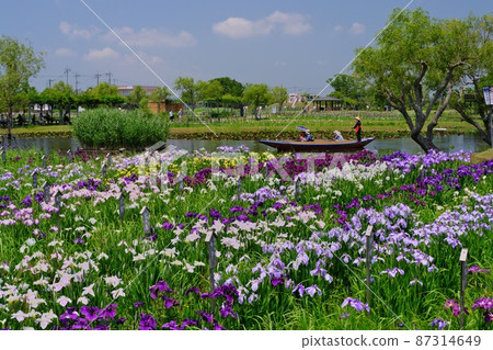 Early summer Suigo Sawara Ayame Park Festival Fresh green and full bloom Ayame and a Japanese sardinella boat operated by a female boatman 87314649