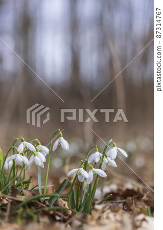 Snowdrops, Podyji, Southern Moravia, Czech Republic 87314767