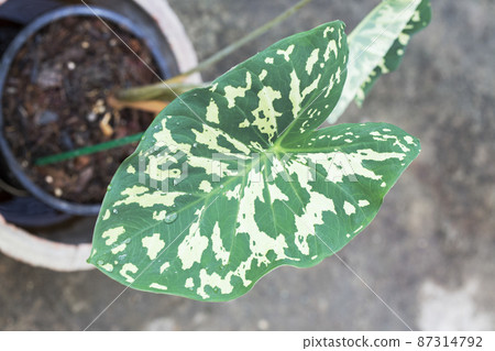 Colocasia or Hilo Beauty caladium bicolor leaves in the garden 87314792