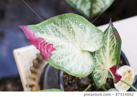 Caladium bicolor leaves in the garden 87314802