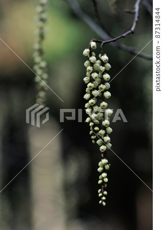 Spring flowers that decorate the mountains Kibushi Spring flowers that decorate the mountains Kibushi 87314844