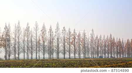 Metasequoia tree-lined road seen in the morning mist Metasequoia tree-lined road seen in the morning mist 87314890