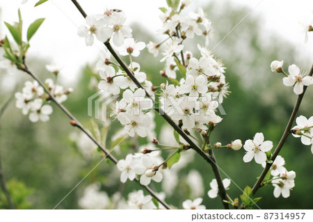Young flowering cherry, with white petals. 87314957