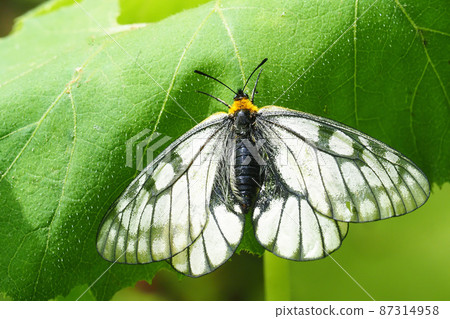 Ushuba clan 87314958