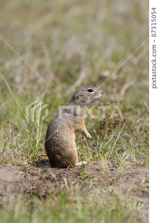 Ground squirrel colony, national natural monuments Radouc, Mlada Boleslav, Czech Republic Ground squirrel colony, national natural monuments Radouc, Mlada Boleslav, Czech Republic 87315054