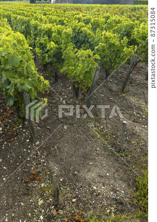 Typical vineyards near Saint-Julien-Beychevelle, Bordeaux, Aquitaine, France 87315084