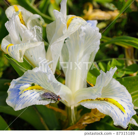Close up of White bearded iris flower, with purple and yellow accent colors 87315189