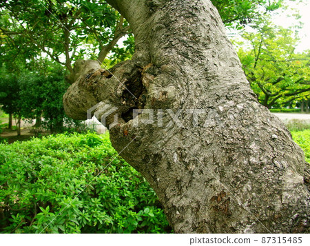 Planting dead trees and azaleas in the autumn park Planting dead trees and azaleas in the autumn park 87315485