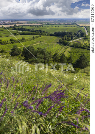 Vineyard near Velke Bilovice, Southern Moravia, Czech Republic 87315569