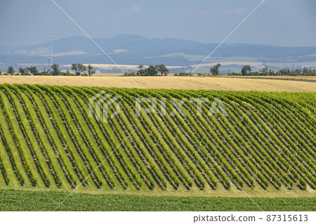 Landscape with vineyards, Slovacko, Southern Moravia, Czech Republic 87315613