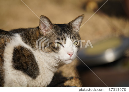 Scenery outside the cat Rintaro Scenery outside the cat Rintaro 87315978