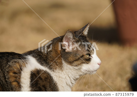 Scenery outside the cat Rintaro 87315979