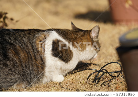 Scenery outside the cat Rintaro 87315980