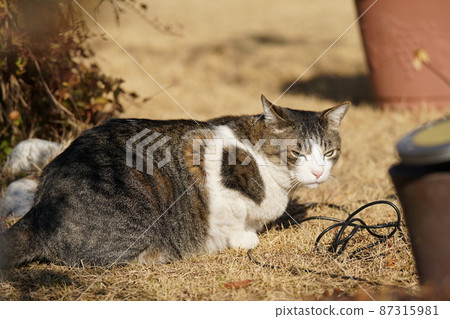 Scenery outside the cat Rintaro 87315981