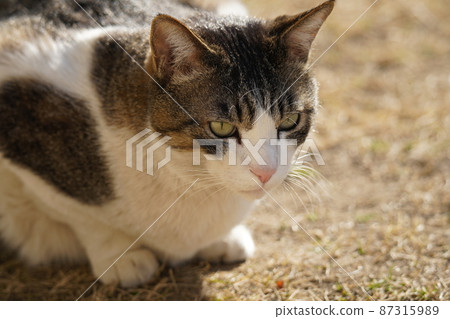Scenery outside the cat Rintaro Scenery outside the cat Rintaro 87315989