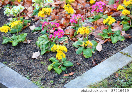 報春花的花 87316419