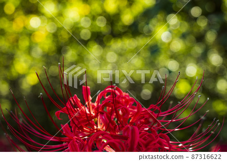 [Autumn] A close-up cluster amaryllis 87316622