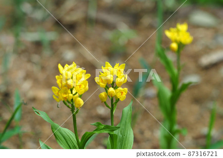 Kinran Flower Kinran Flower 87316721