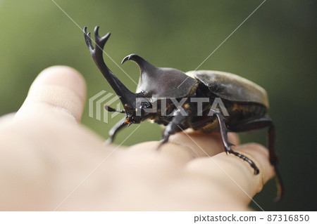 Beetle insects Kuwakabu insects Summer summer vacation Forest Quercus acutissima creatures Beetle insects Kuwakabu insects Summer summer vacation Forest Quercus acutissima creatures 87316850