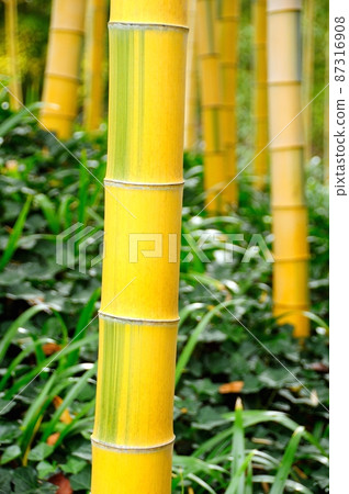 Kinmei Moussou 87316908