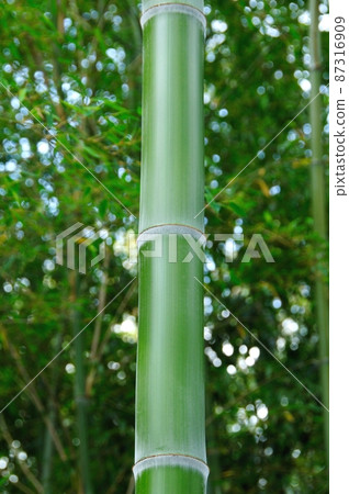 毛竹若竹 87316909