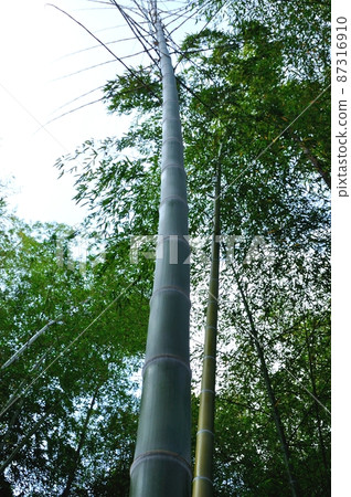 毛竹若竹 87316910