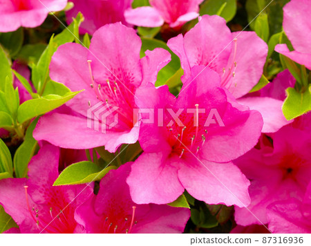 Pink azalea flowers in the garden, pink azalea flower frame Pink azalea flowers in the garden, pink azalea flower frame 87316936