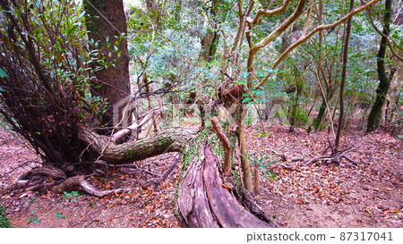 神戶的二重山山樹 87317041