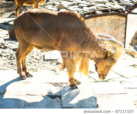 Zoological Park of Tbilisi, Georgia 87317107