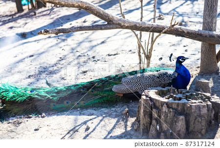 Zoological Park of Tbilisi, Georgia 87317124