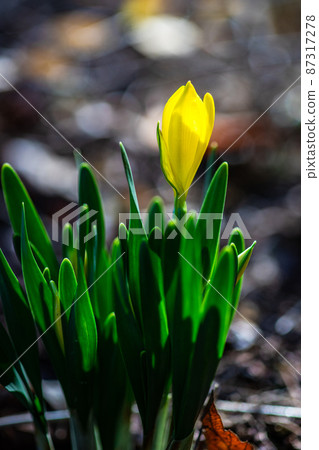 Colchicum autumnale flowers Colchicum autumnale flowers 87317278