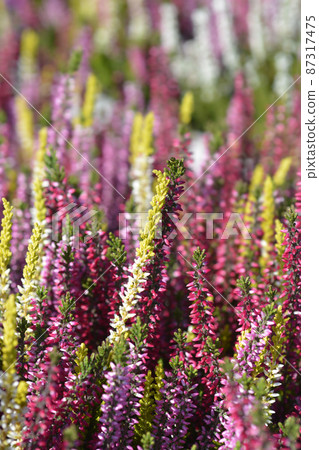Common heather 87317475