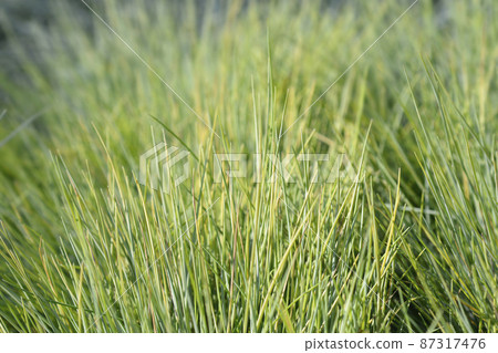 Blue fescue Amigold 87317476