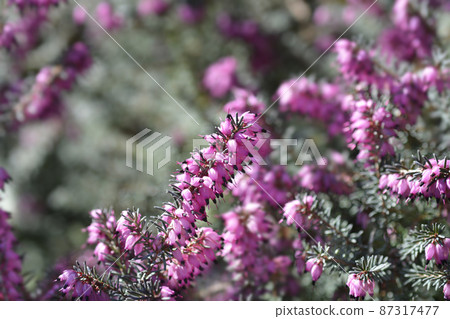 Darley Dale heath 87317477