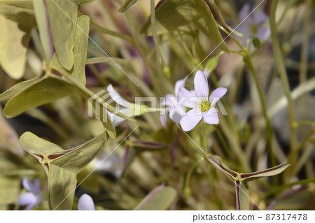 Shamrock Sanne 87317478