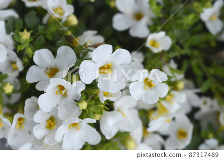 Ornamental bacopa Ornamental bacopa 87317489