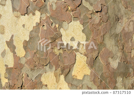 London plane London plane 87317510