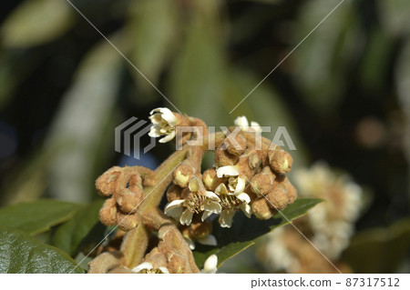 Japanese medlar 87317512