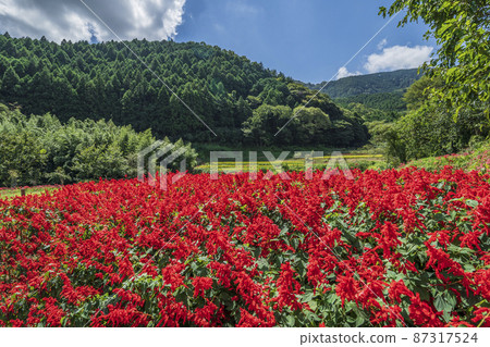 Satoyama scenery and salvia flowers in the Hinata area [Isehara City, Kanagawa Prefecture] 87317524